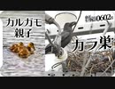 0602B【カモ親子と雛鳥】カラスが巣作り電柱に。感電しない？　みんなのどうぶつ園のカルガモ親子とハシボソガラス　カルガモ引越し親子は見つからず…　#身近な生き物語　#カルガモ親子　#カラス