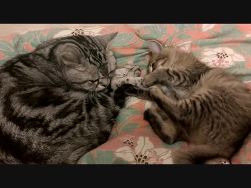 にゃんこ動画4
