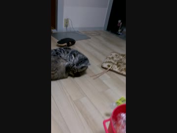 にゃんこ動画5