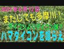 「ダイコンより大根の味？ハマダイコンを食す！」in多摩川（2021年6月12日）