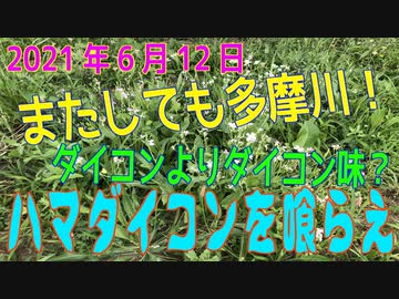 「ダイコンより大根の味？ハマダイコンを食す！」in多摩川（2021年6月12日）