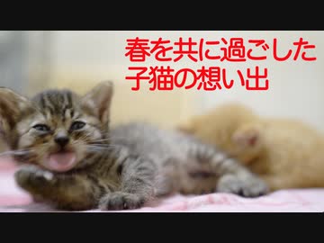 保護子猫の思い出、春をともに過ごす