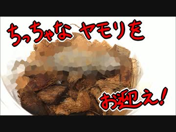 ちっちゃなヤモリをお迎え！
