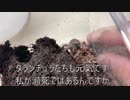 [vivyに]タランチュラ飼育日記その２１５[ハマって見てる]