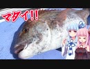 【釣りのあとには♪】外房☆テンヤでデカマダイ！