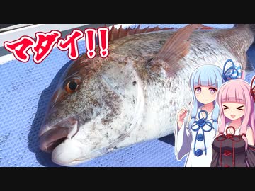 【釣りのあとには♪】外房☆テンヤでデカマダイ！