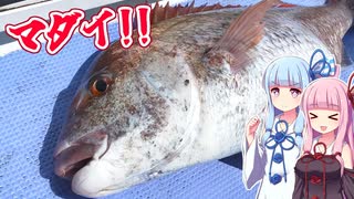 【釣りのあとには♪】外房☆テンヤでデカマダイ！