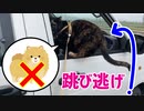 2021/06/15放送【74日目 北海道 新ひだか町 あずにゃんぽ（猫散歩）】北海道全市町村制覇するまで帰れまてん！　猫と車中泊の旅　日本縦断【旅猫あずき～保護猫から旅猫へ～】