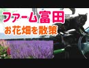 2021/06/14放送（編集版）【73日目 北海道 中富良野町 ファーム富田ヒロ散歩＋あずにゃん】北海道全市町村制覇するまで帰れまてん！　猫と車中泊の旅　日本縦断【旅猫あずき～保護猫から旅猫へ～】