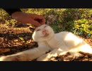 野良猫】衰弱しきって倒れている野良猫・・・まさかこれは！？