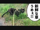 2021/06/15放送【74日目 北海道 空知郡中富良野町 あずにゃんぽ（猫散歩）】北海道全市町村制覇するまで帰れまてん！　猫と車中泊の旅　日本縦断【旅猫あずき～保護猫から旅猫へ～】