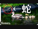 0603B【カルガモ親子とヘビ】12雛鳥減。カワセミ捕食。カラスVSムクドリ。ハクセキレイ子育て　鶴見川流域をコンデジで野鳥撮影　#身近な生き物語　#カルガモ親子　#ムクドリ