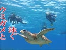アオウミガメ・慶良間諸島国立公園