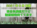 ガジュマルの木「がじゅ」の成長記録（2021年6月）