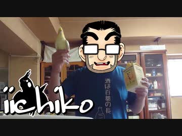 高い高いを止められなインコ