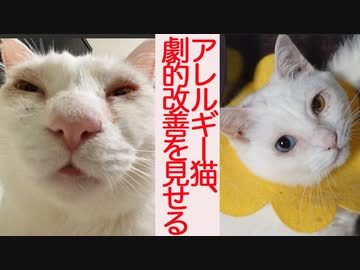 猫型珍獣のアレルギー、劇的な改善を見せる