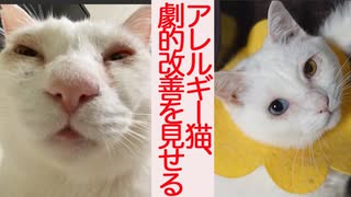 猫型珍獣のアレルギー、劇的な改善を見せる