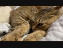 寝顔を見ながら近況報告