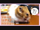 【癒し】はじめてドライフルーツ(小動物用)を食べるハムスター【コル】