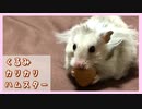 【癒し】超硬い殻付きくるみに挑戦するハムスター【ふわたん】