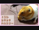【音フェチ】超硬い殻付きくるみに挑戦するハムスター【コル】