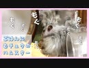 【癒し】ごはんに夢中で撮られていることに気付かないハムスター【ふわたん】