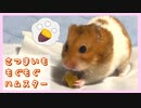 【癒し】はじめてさつまいもを食べるハムスター【コル】