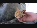 野良猫】今話題の猫島が？一匹を撫でると他のねこも出てくる不思議とは？【猫動画】
