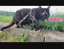 2021/06/16放送【75日目 北海道 新ひだか町 早朝 あずにゃんぽ（猫散歩）】北海道全市町村制覇するまで帰れまてん！　猫と車中泊の旅　日本縦断【旅猫あずき～保護猫から旅猫へ～】