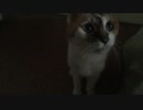 2021/6/17主出勤前にとろちゃんに声かけ