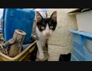 漁港で元気に遊び廻る子猫たち