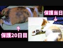 保護猫の妊娠疑惑から目を背けたい飼い主『しかし猫のお腹がロバ体型なのに気づく』