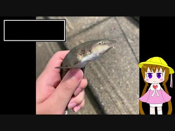 月読アイの釣行メモ part4【VOICEROIDフィッシング】