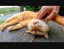 ベンチに茶トラ猫がいたので隣に座ったらすぐに膝の上に乗ってきてゴロゴロ喜んだ