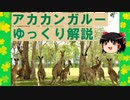 ゆっくり解説その１６【ジャニーズも怖くない！・アカカンガルー】