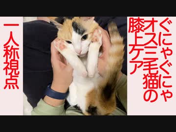 ぐにゃぐにゃオス三毛猫の膝上ケアを一人称視点で撮ってみた