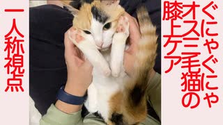 ぐにゃぐにゃオス三毛猫の膝上ケアを一人称視点で撮ってみた