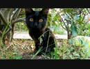 公園で見掛けた子猫の黒猫が可愛過ぎる