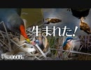 0608B【ツル目バン雛鳥】カルガモ親子と営巣。子カワセミの飛び込み捕食。カモの巣作り。バンのハゲた子供に餌やりする親鳥。鯉が接近。　#身近な生き物語　#カルガモ親子　#バン