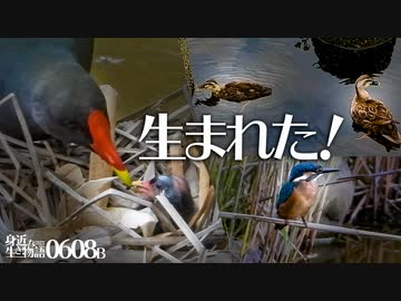 0608B【ツル目バン雛鳥】カルガモ親子と営巣。子カワセミの飛び込み捕食。カモの巣作り。バンのハゲた子供に餌やりする親鳥。鯉が接近。　#身近な生き物語　#カルガモ親子　#バン