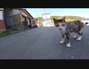 野良猫】猫島の観光客が絶えない理由を発見！はたしてその訳とは？【猫動画】