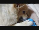 【ポメ×ダックス】コングからおやつを出したい【ちゃむ】