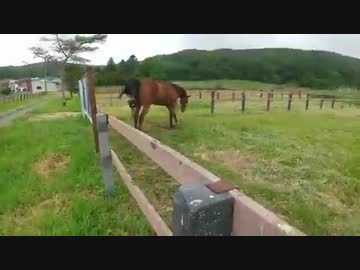 ホモと見る自分のウンコ嗅いで発狂するメイショウドトウ