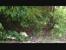 ドローン練習中に猫発見→追跡