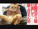 元武闘派ボス猫、引退して膝上で甘えん坊将軍になる