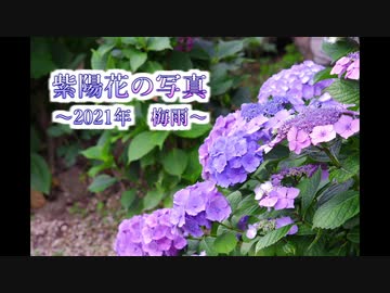 紫陽花の写真をまとめてみた～2021年梅雨～