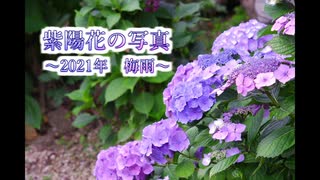 紫陽花の写真をまとめてみた～2021年梅雨～