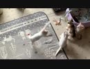 猫じゃらし　うひょおおおおい！
