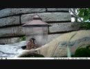 トレイルカメラで雀撮ってみた　202100618