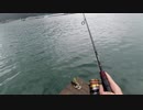 【釣り動画まとめ】超巨大29cmキス、高級ワタリガニ、アオリイカまで釣れちゃいました!